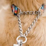 25701 Chain Reaction Collar Key Feature Martingale Design Web 1280x720
