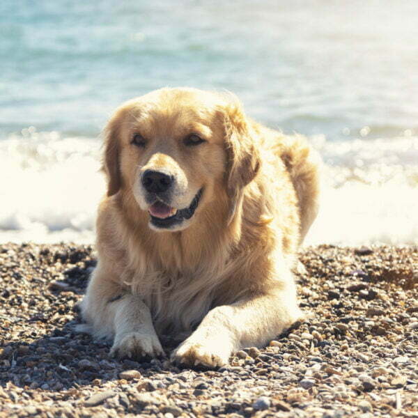 Happy golden retriever on the beach