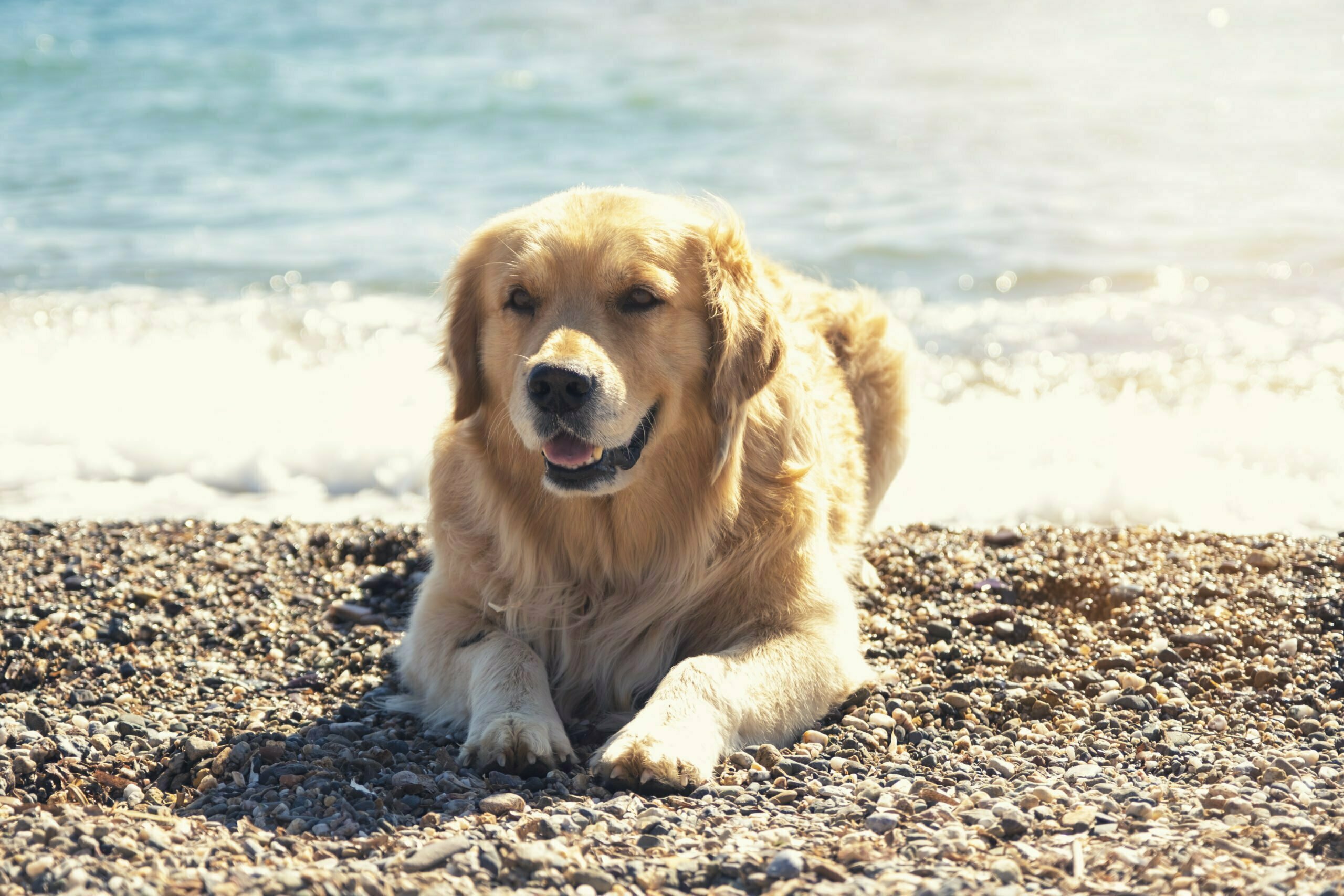 Happy golden retriever on the beach