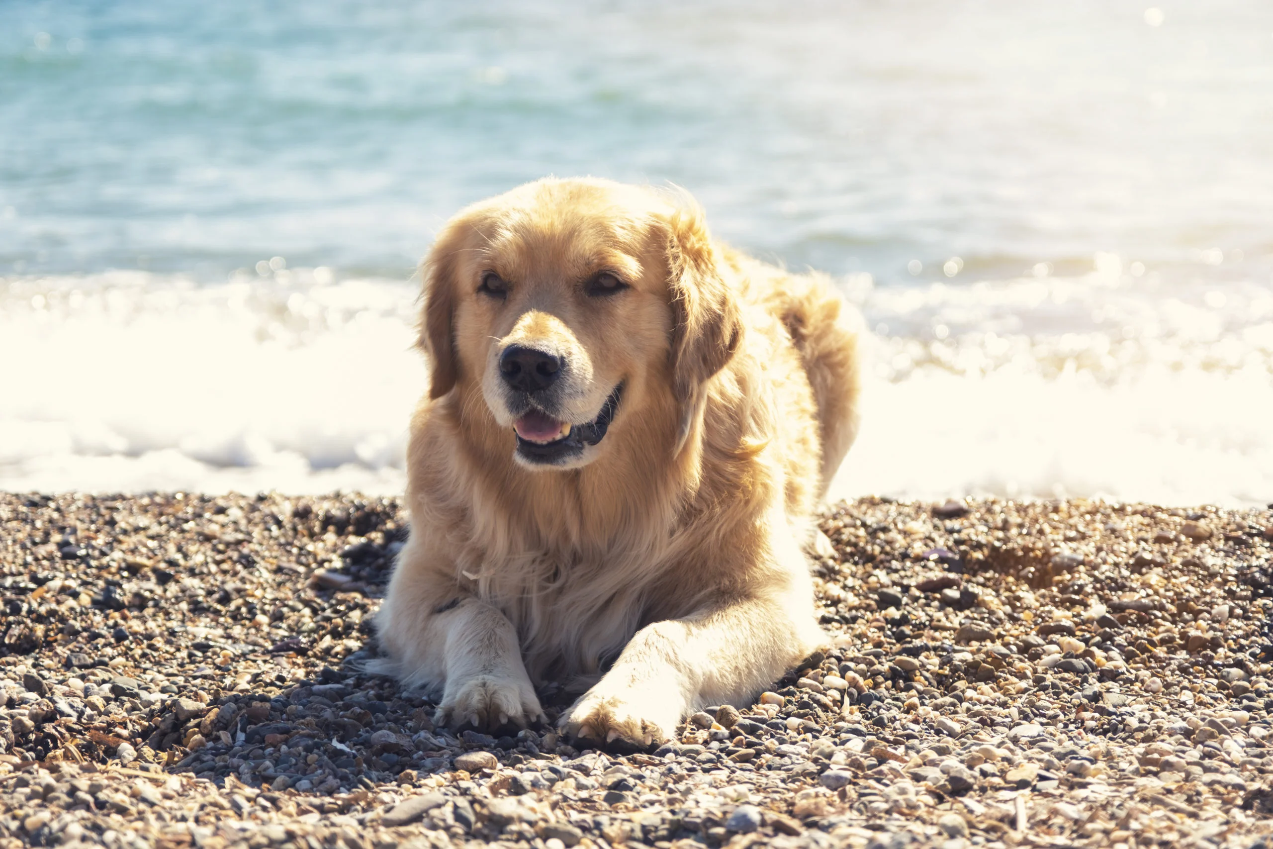 Happy golden retriever on the beach