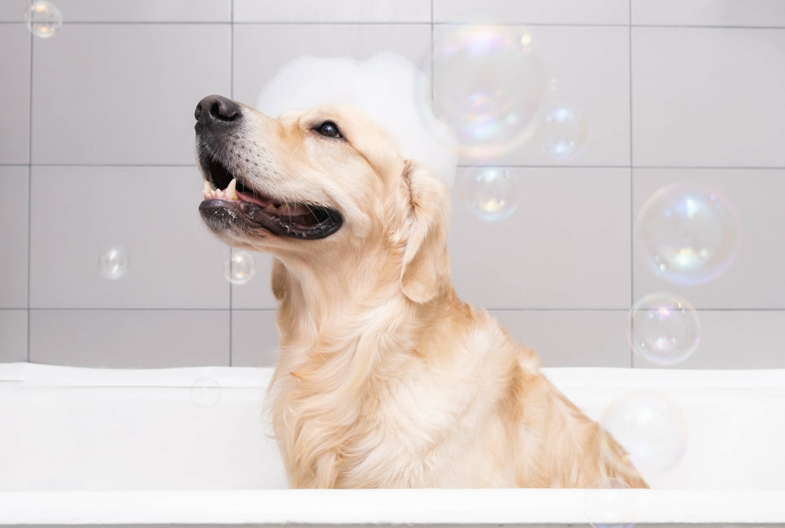 Istock 1364837903 (1)