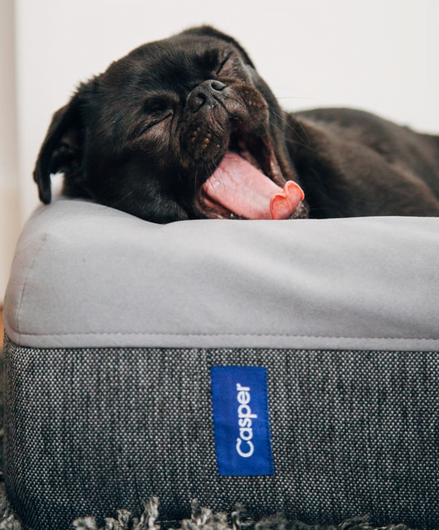 המדריך-המלא-לבחירת-מיטה-לכלב