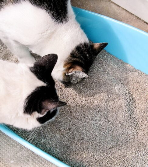 Cats Using Toilet, Cats In Litter Box, For Pooping Or Urinate, P