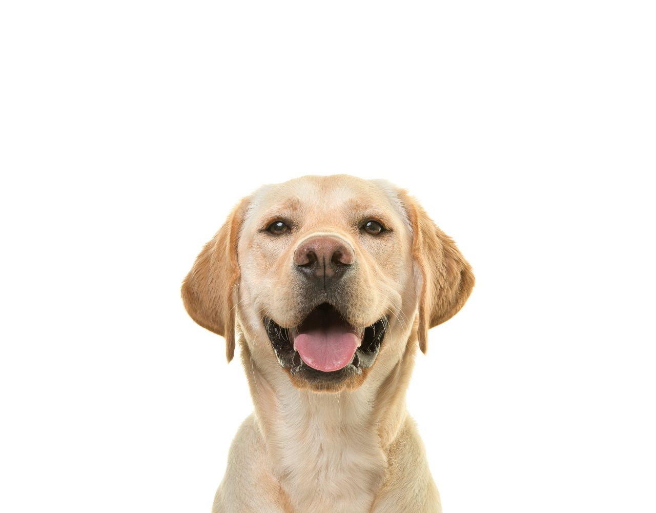 צור קשר (1280 X 1000 פיקסל)